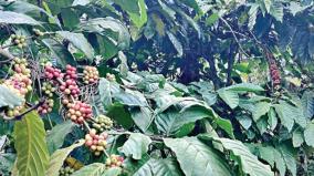 coffee-prices-rise-due-to-reduced-yields