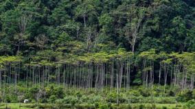 it-is-the-duty-of-humanity-to-create-new-forests