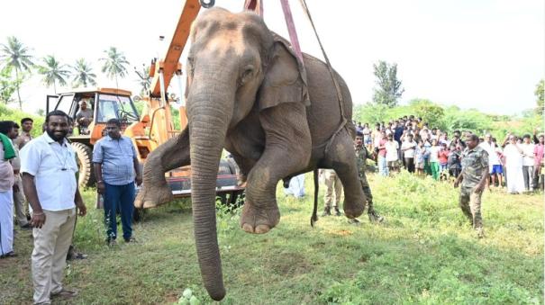 Female elephant dies near Coimbatore Attempt to reunite calf with herd