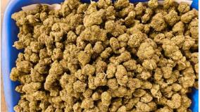 cannabis-seized-at-chennai-airport