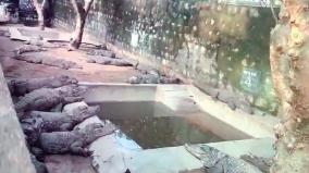 150-crocodiles-escaped-from-sathanur-dam-farm-was-explained