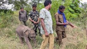 efforts-to-reunite-calf-with-elephant-herd-continues