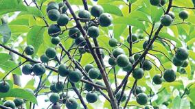 rudraksha-season-in-coonoor