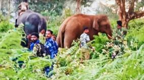 forest-department-nabbed-bullet-elephant-with-anesthetic-injection-in-pandalur