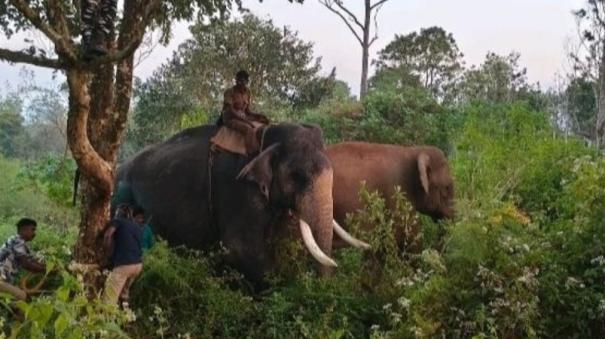 forest officer plans to release Bullet elephant into dense forest