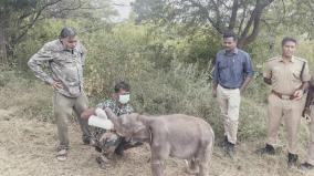 elephant-calf-rescued-in-coimbatore-sent-to-camp