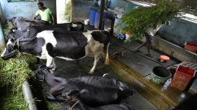 about-co-operative-banks-refuse-to-give-cow-loan-issue-in-madurai