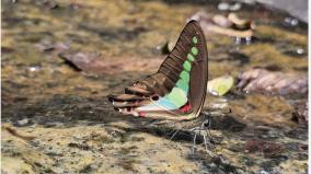 new-species-of-butterflies-in-madurai