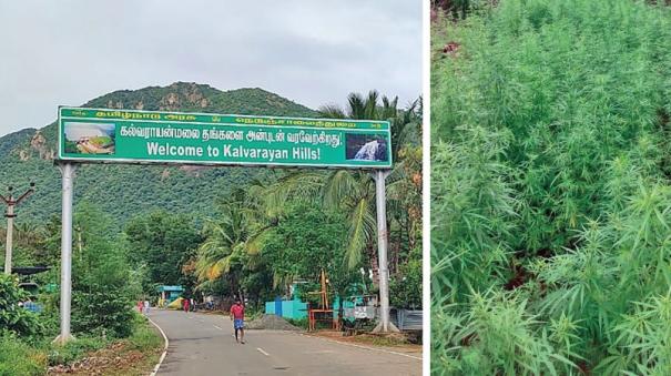 Cultivation of cannabis plants in Kalvarayanmalai