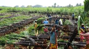 action-will-be-taken-if-traders-and-middlemen-approach-in-sugarcane-procurement