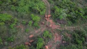 123-elephants-died-in-tamil-nadu-in-2024-alone