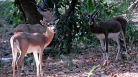 8-deer-die-in-shock-after-leopard-enters-park-in-gujarat