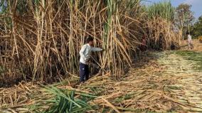 ai-is-helping-sugarcane-farmers-in-maharashtra