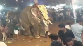 kerala-elephant-goes-aggressive-at-malappuram