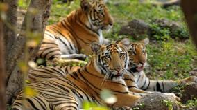 about-protection-of-tigers-was-explained