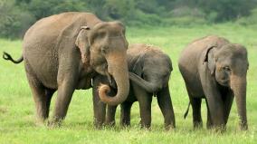 elephant-trumpeting