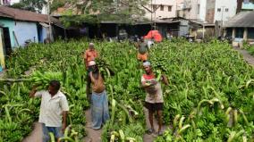 banana-tar-prices-increase-in-madurai-ahead-of-pongal-festival