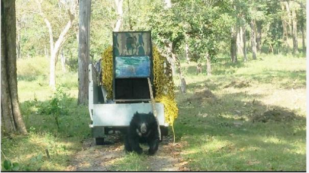 A bear was caught in a cage near Kuntha