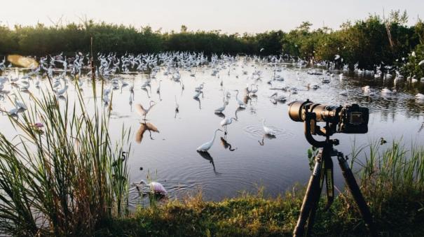 All about pongal bird watch during pongal holidays in 2025 ebird site