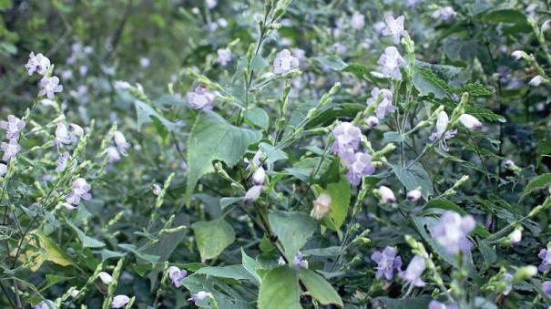 Kurinji flowers blooming in Kodaikanal