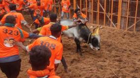 the-danger-of-jallikattu-must-be-further-reduced-in-tamil-nadu