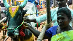 jallikattu-bull-owner-malarvizhi-in-madurai