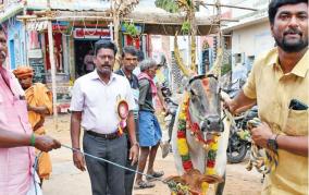 jallikattu-prize-for-the-6th-year-the-youth-gave-a-kangayam-cow