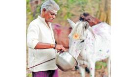 pongal-worship-for-horses-on-pongal-day