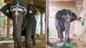 are-you-concerned-about-the-maintenance-of-temple-elephants