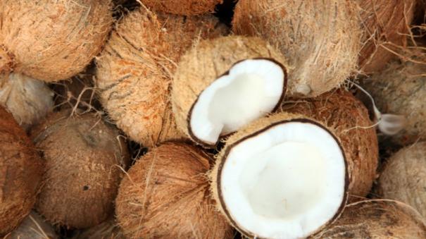 Coconuts purchased for Rs. 58 in Kanyakumari - Farmers happy with price hike