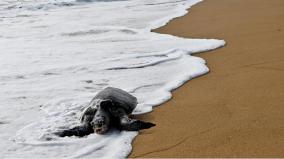 hundreds-of-turtles-wash-up-dead-on-chennai-coast