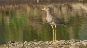 grey-headed-lapwing-arriving-to-elathur-pond