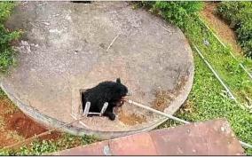 two-bears-rescued-after-falling-into-a-well-near-kotagiri