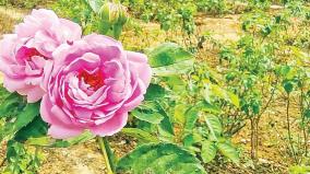 paneer-rose-cultivation-in-arid-virudhunagar