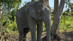 20-elephants-rescued-from-the-logging-industry-in-vantara-scheme