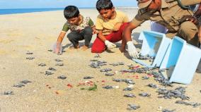 turtle-walk-project-introduced-to-protect-sea-turtles