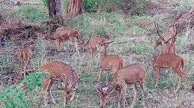 wild-animals-migrating-in-search-of-food-and-water-at-mudumalai