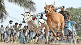 about-bulls-from-other-states-in-rekla-race-was-explained