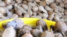 price-of-coconut-has-hike-in-koyambedu-market