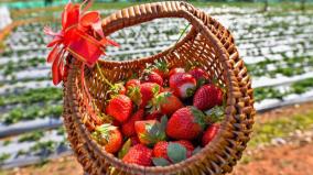 kerala-s-vattavada-strawberry