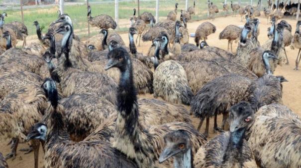 Emu scam case