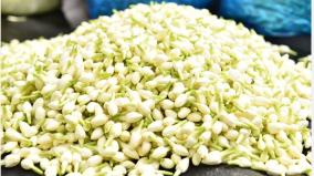 madurai-jasmine-flower-prices-peak