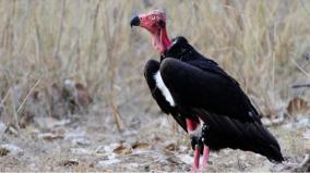 about-vulture-protection-was-explained