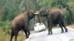 conflict-between-elephants-in-mudumalai