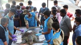 special-training-given-veterinarians-after-1-000-sea-turtles-die-off-in-tamil-nadu-coastal-areas