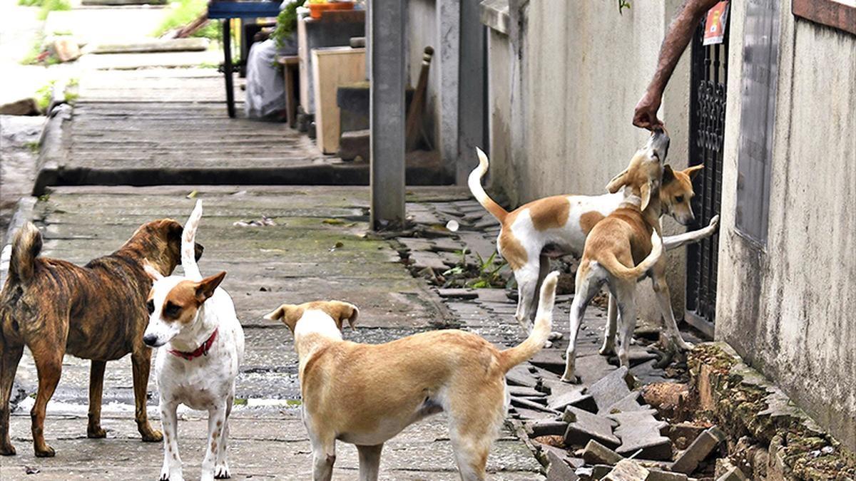 கடந்தாண்டில்-22-லட்சம்-பேர்-நாய்-கடியால்-பாதிப்பு:-1-மணி-நேரத்தில்-60-குழந்தைகள்-மீது-தாக்குதல்