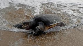 green-tribunal-orders-tn-state-to-submit-report-on-sea-turtle-prevention