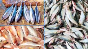 fisheries-declining-was-explained