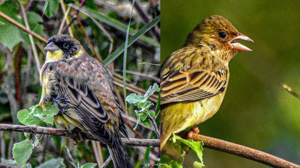 Black headed bunting arrive in Erode