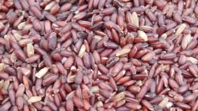 thillainayagam-rice-is-rich-on-protein-and-fiber-farmers-information